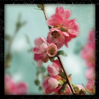 Quince Blossoms III Fine Art Print