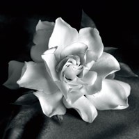 Gardenia Fine Art Print