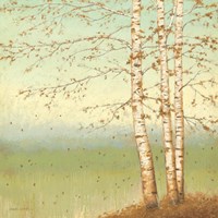 Golden Birch II with Blue Sky Fine Art Print