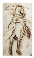 Study of a Rearing Horse Fine Art Print