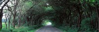 Road Through Trees Marion County, Illinois, USA Fine Art Print
