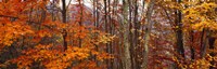 Autumn trees in Great Smoky Mountains National Park, North Carolina, USA Fine Art Print