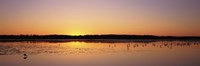 Pelicans and other wading birds at sunset, J.N. Ding Darling National Wildlife Refuge, Sanibel Island, Florida, USA Fine Art Print