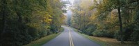 Trees along a road, Blue Ridge Parkway, North Carolina, USA Fine Art Print