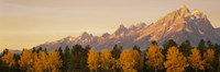 Aspen trees on a mountainside, Grand Teton, Teton Range, Grand Teton National Park, Wyoming, USA Fine Art Print