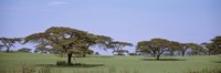 Kenya, View of trees in flat grasslands Fine Art Print