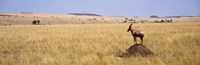 Side profile of a Topi standing on a termite mound, Masai Mara National Reserve, Kenya by Panoramic Images - 27" x 9"