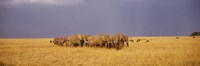 Elephants of Masai Mara National Reserve, Kenya by Panoramic Images - 27" x 9"