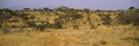 Trees on a landscape, Samburu National Reserve, Kenya Fine Art Print