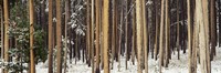 Lodgepole Pines and Snow Grand Teton National Park WY Fine Art Print