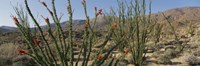 Ocotillo Anza Borrego Desert State Park CA Fine Art Print