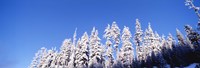 Pine Trees in Winter, Oregon Fine Art Print