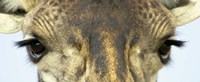 Close-up of a Maasai Giraffes Eyes