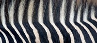 Close-up of a Greveys zebra stripes and mane by Panoramic Images - 27" x 11"
