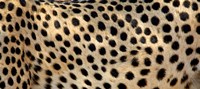 Close-up of the spots on a cheetah by Panoramic Images - 27" x 12"