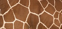 Close-up of a reticulated giraffe markings Fine Art Print