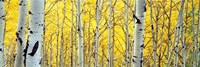 Aspen trees in a forest Fine Art Print