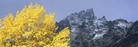 Aspen tree with mountains in background, Mt Teewinot, Grand Teton National Park, Wyoming, USA Fine Art Print