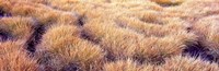 Dry grass in a national park, South Fork Cascade Canyon, Grand Teton National Park, Wyoming, USA Fine Art Print