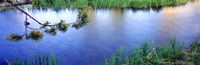 Lodgepole Pine (Pinus contorta) branch near a river, Cottonwood Creek, Grand Teton National Park, Wyoming, USA Fine Art Print