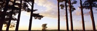 Low angle view of pine trees, Iowa County, Wisconsin, USA by Panoramic Images - 27" x 9"