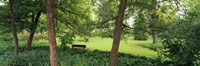 Trees in a park, Adams Park, Wheaton, Illinois, USA Fine Art Print