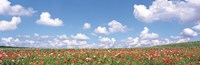 Meadow flowers with cloudy sky in background Fine Art Print