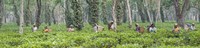 Tea Harvesting Assam India