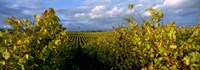 Low angle view of vineyard and windmill, Napa Valley, California, USA Fine Art Print