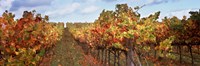 Autumn in a vineyard, Napa Valley, California, USA Fine Art Print