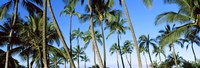 Low angle view of palm trees, Oahu, Hawaii, USA by Panoramic Images - 27" x 9"