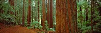 Redwoods tree in a forest, Whakarewarewa Forest, Rotorua, North Island, New Zealand Fine Art Print