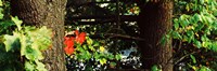Red Maple Leaves, Connecticut by Panoramic Images - 27" x 9"