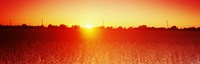 Soybean field at sunset, Wood County, Ohio, USA by Panoramic Images - 27" x 9"