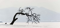 Contorted tree at a frozen lake, Lake Kussharo, Hokkaido, Japan Fine Art Print