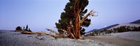 Bristlecone pine tree in Ancient Bristlecone Pine Forest, White Mountains, California, USA Fine Art Print