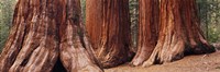 Trees at Sequoia National Park, California, USA Fine Art Print