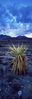 Yucca flower in Red Rock Canyon National Conservation Area, Las Vegas, Nevada, USA Fine Art Print