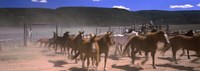 Close up of Horses running in a field, Colorado by Panoramic Images - 27" x 9"