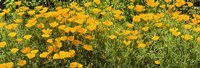 California poppies (Eschscholzia californica) in bloom by Panoramic Images - 27" x 9"