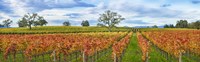 Autumn color vineyards, Guerneville Road, Sonoma County, California, USA Fine Art Print