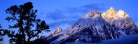 Silhouette of a Limber Pine in front of mountains, Cathedral Group, Teton Range, Grand Teton National Park, Wyoming, USA by Panoramic Images - 27" x 9"