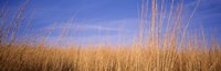 Prairie Grass, Blue Sky, Marion County, Illinois, USA Fine Art Print