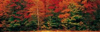 Fall Maple Trees Fine Art Print