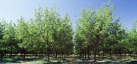 USA, New Mexico, Tularosa, pecan trees Fine Art Print