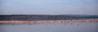 Africa, Kenya, Lake Nakuru National Park, Lake Nakuru, Flamingo birds in the lake by Panoramic Images - 36" x 12"