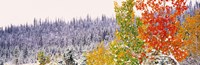 Winter, Aspens, USA Fine Art Print