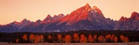 Aspens, Teton Range, Grand Teton National Park, Wyoming, USA Fine Art Print