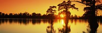 Cypress trees at sunset, Horseshoe Lake Conservation Area, Alexander County, Illinois, USA Fine Art Print