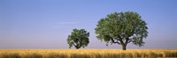 Two almond trees in wheat field, Plateau De Valensole, France Fine Art Print